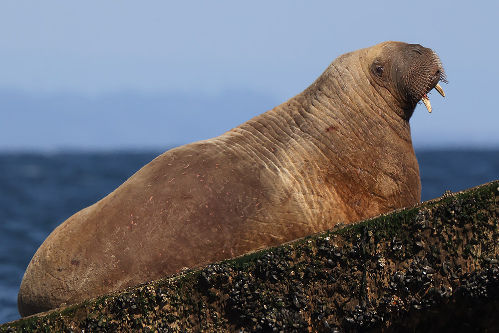 Walrus